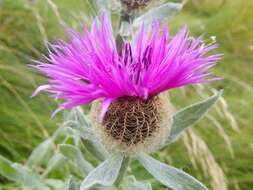 Image of singleflower knapweed