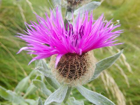 Centaurea uniflora Turra resmi