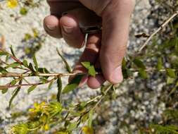 Image of narrowleaf gumweed