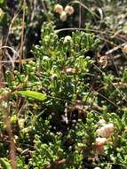 Image of Hearst Ranch buckbrush