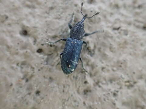 Image of Yellow toadflax stem weevil