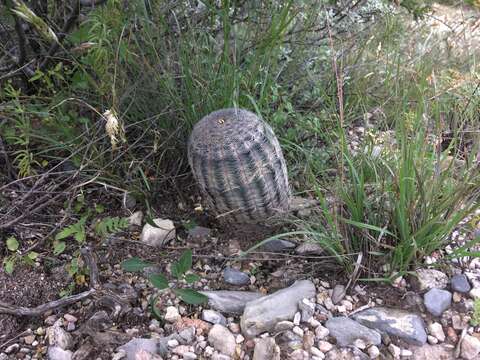 Image of Echinocereus reichenbachii var. reichenbachii