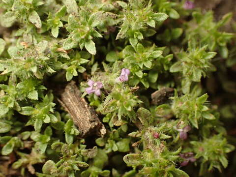 Pogogyne serpylloides (Torr.) A. Gray resmi