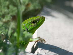 Image of Caucusus Emerald Lizard