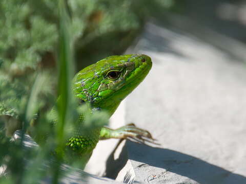 صورة Lacerta strigata Eichwald 1831