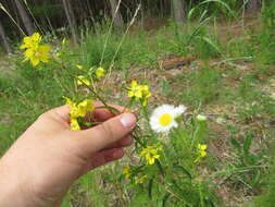 Image of Lysimachia lewisii D. Estes, J. T. Shaw & Maus.-Moon.