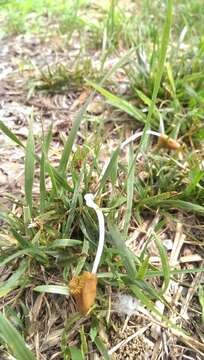 Image of Conocybe deliquescens Hauskn. & Krisai 2006