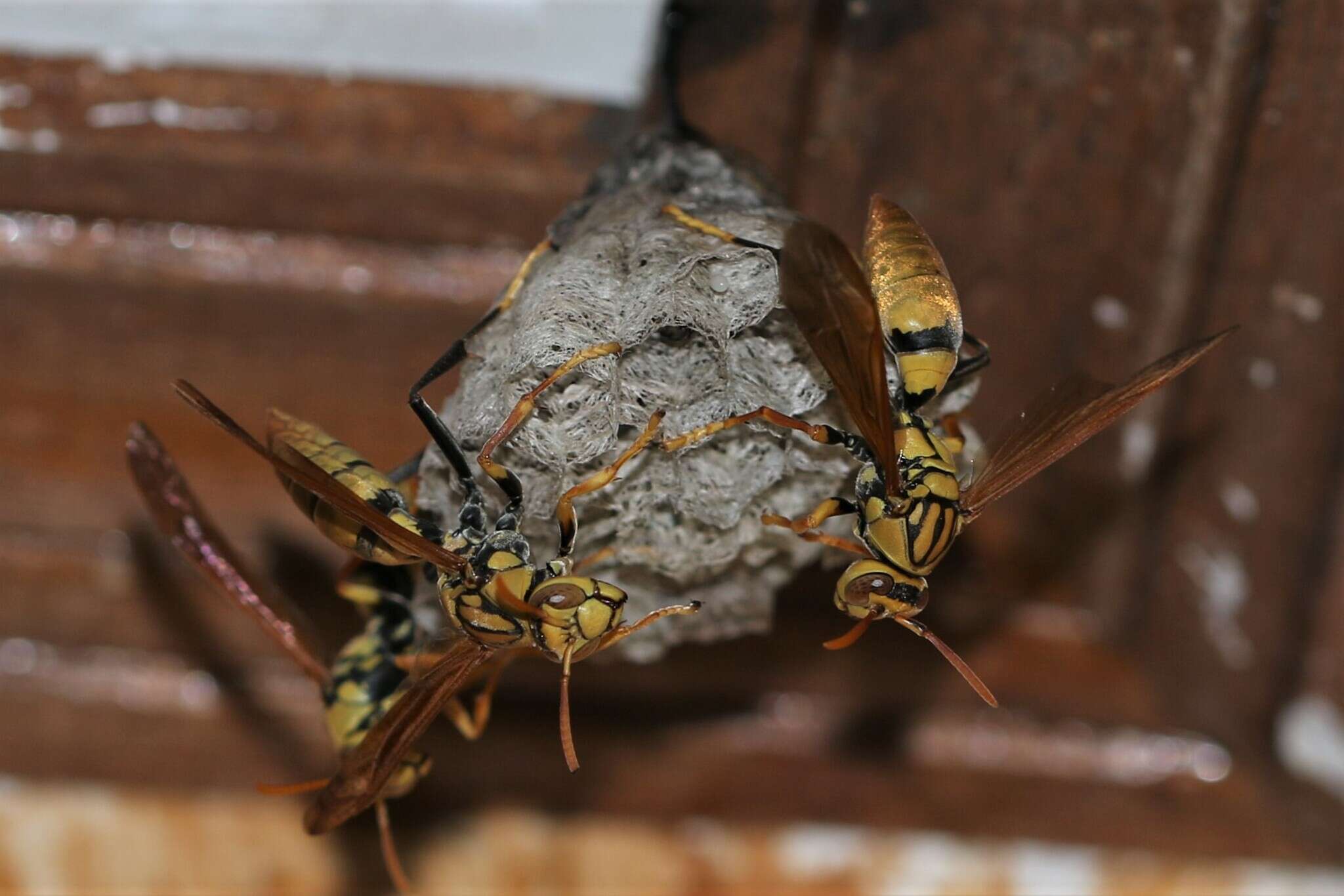 Image of Polistes diabolicus de Saussure 1853