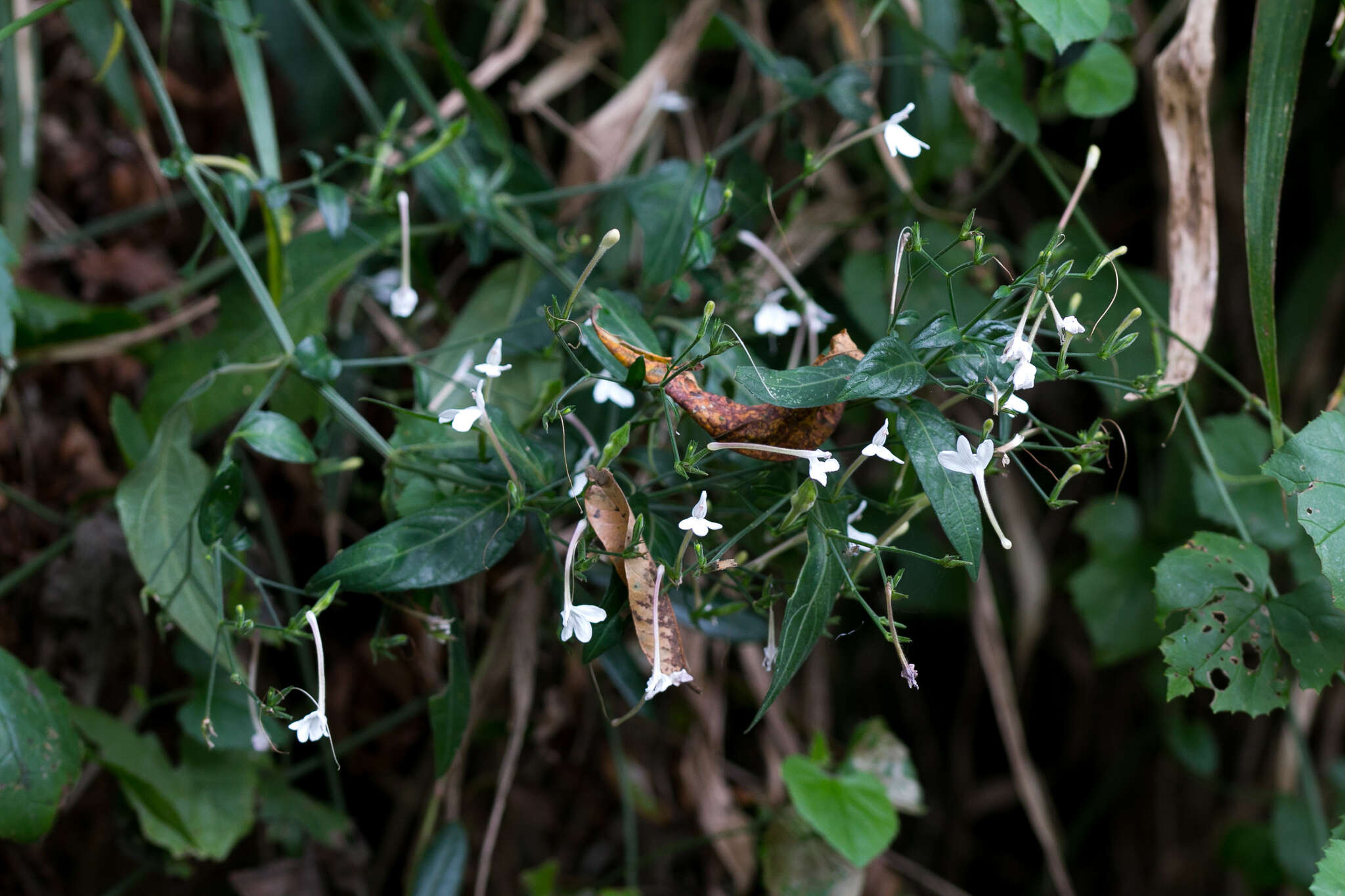 Rhinacanthus latilabiatus (K. Balkwill) I. Darbysh. resmi