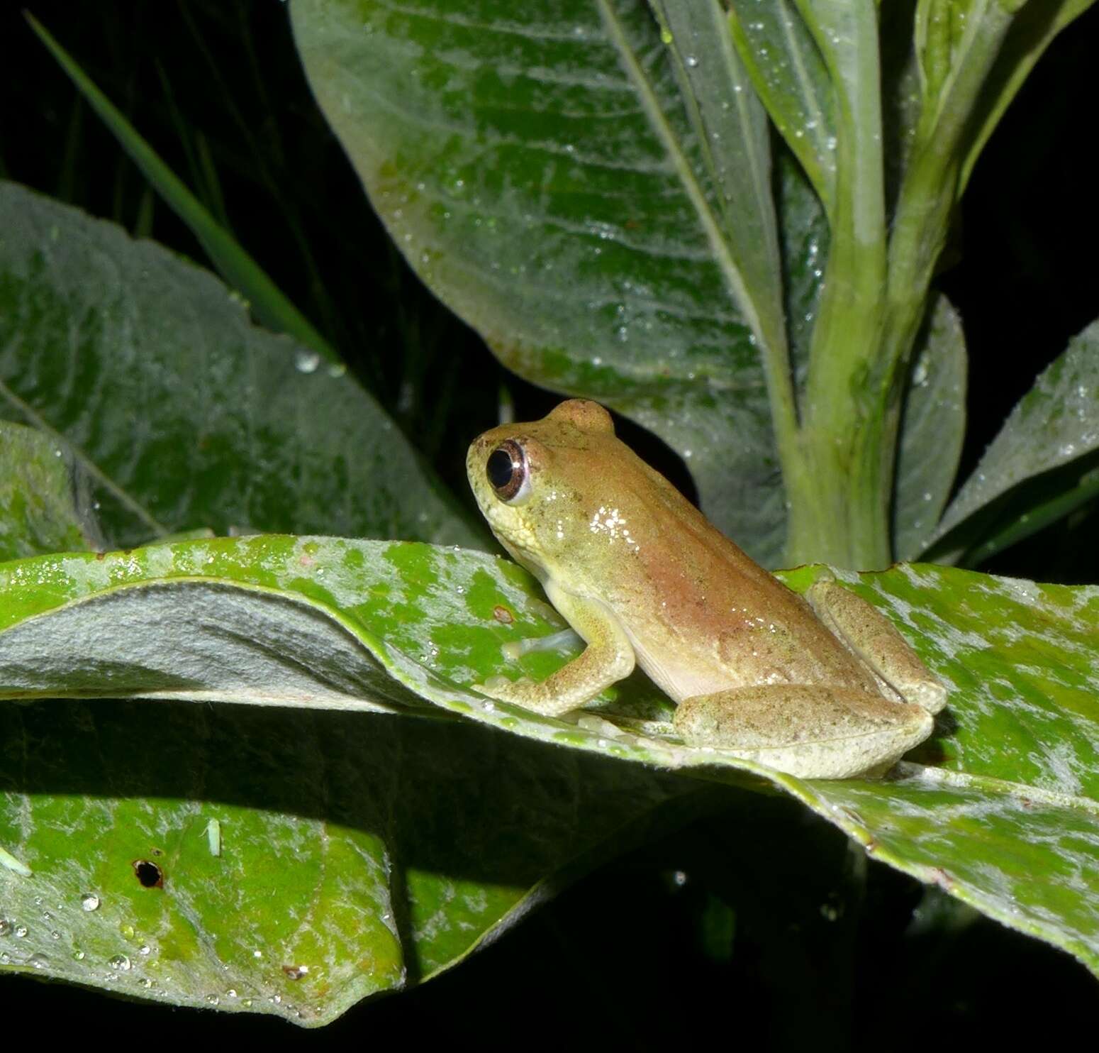 Image of Rainforest Reed Frog