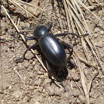 Image of Eleodes (Eleodes) grandicollis Mannerheim 1843