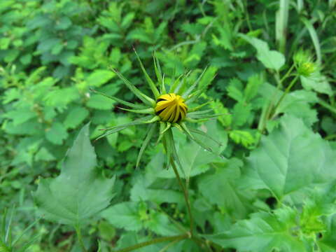 Image of cucumberleaf sunflower