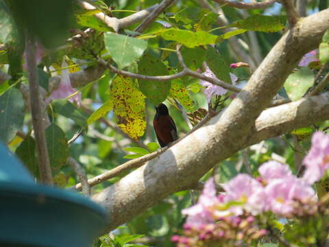 Image of Orchard Oriole