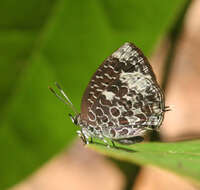 Image of Arhopala ammonides (Doherty 1891)