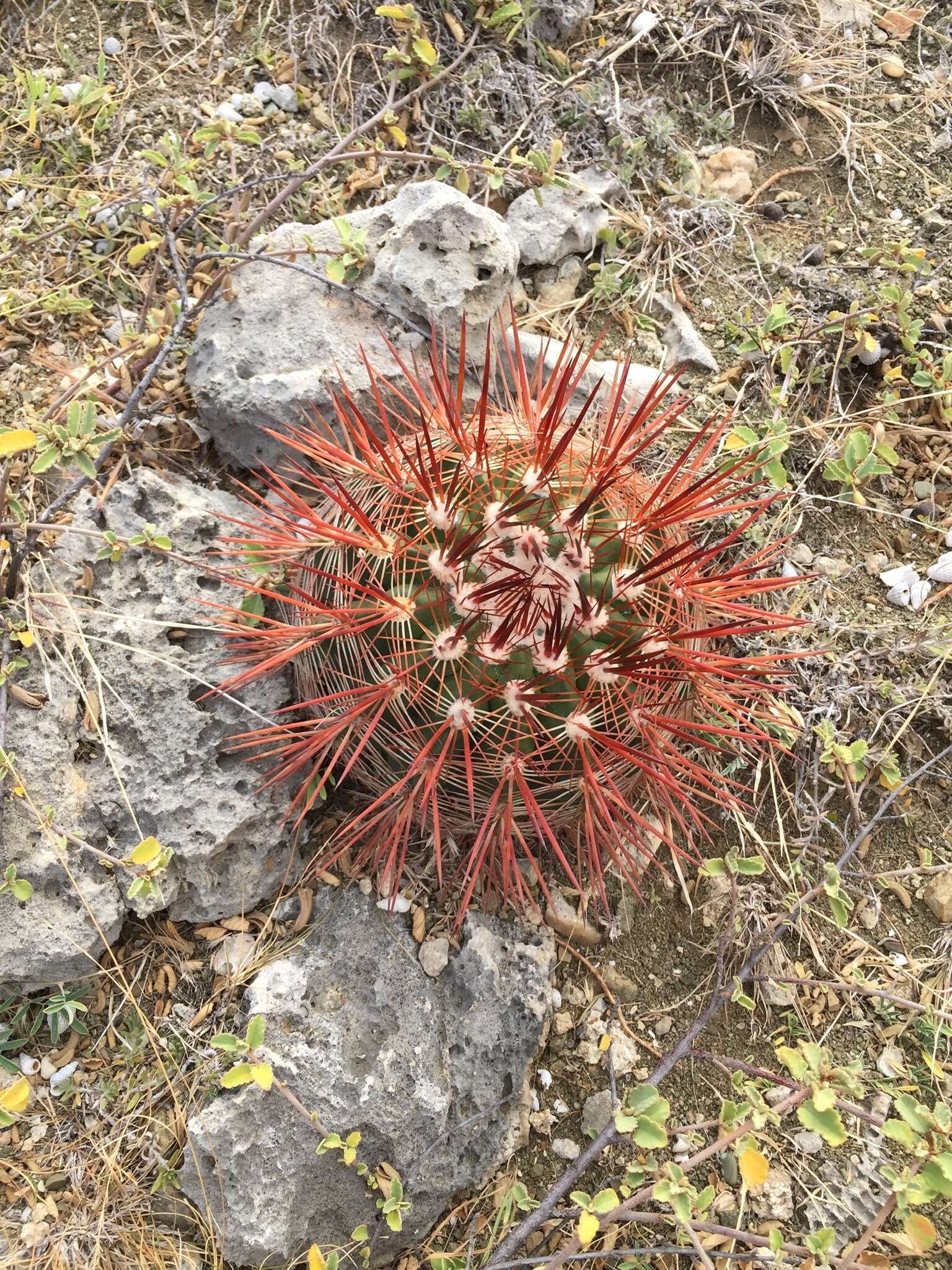 Image of Melocactus macracanthos (Salm-Dyck) Link & Otto