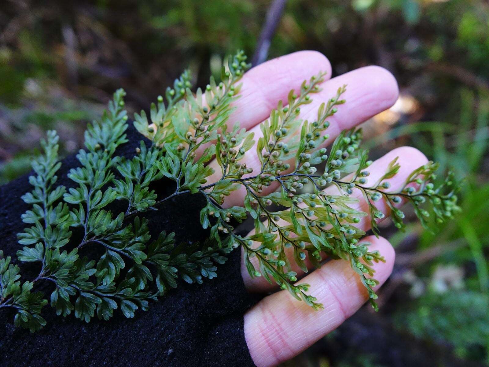 Image of Hymenophyllum sanguinolentum (G. Forst.) Sw.