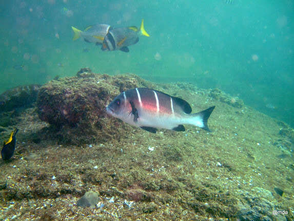 Image of Whitebarred rubberlip