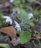 Plancia ëd Eranthis pinnatifida Maxim.