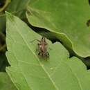 Image of Avephora maculata (Distant 1906)