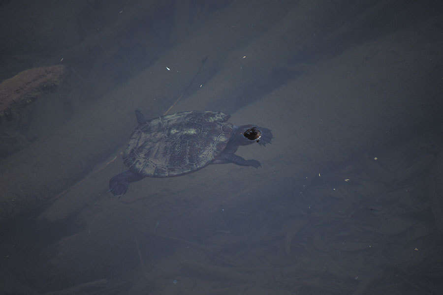 Image of Australian Saw Shelled Turtles