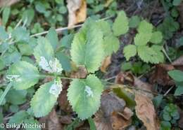 Image of Phytomyza ziziae Eiseman & Lonsdale 2018