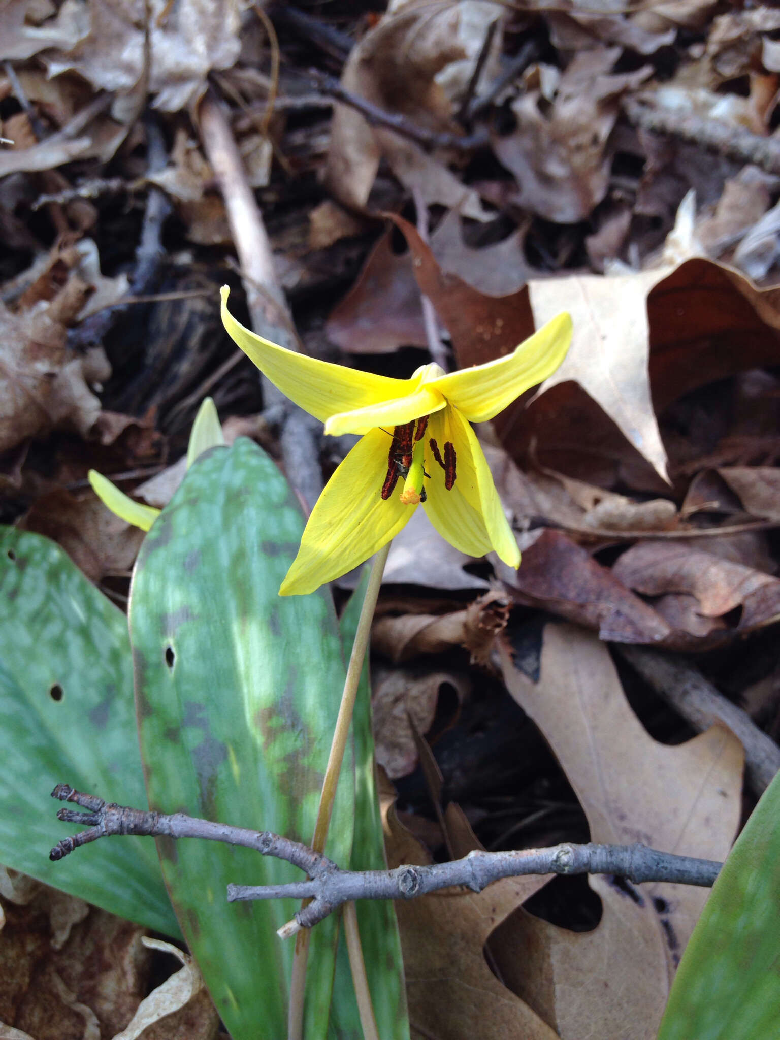 Image of dogtooth violet