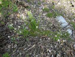 Image of Arabidopsis halleri subsp. gemmifera (Matsum.) O'Kane & Al-Shehbaz