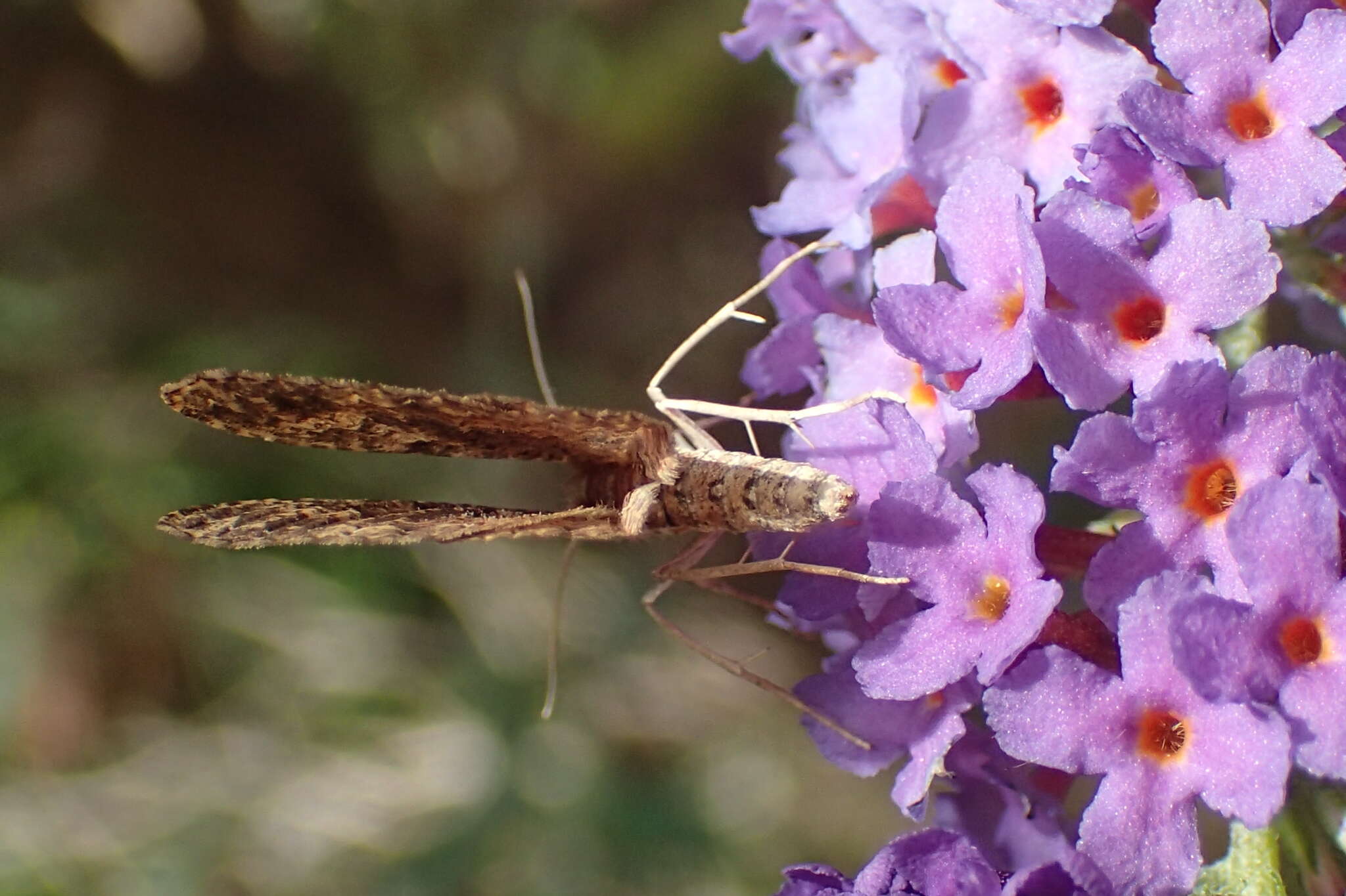 Plancia ëd Disclisioprocta stellata Guenée 1858