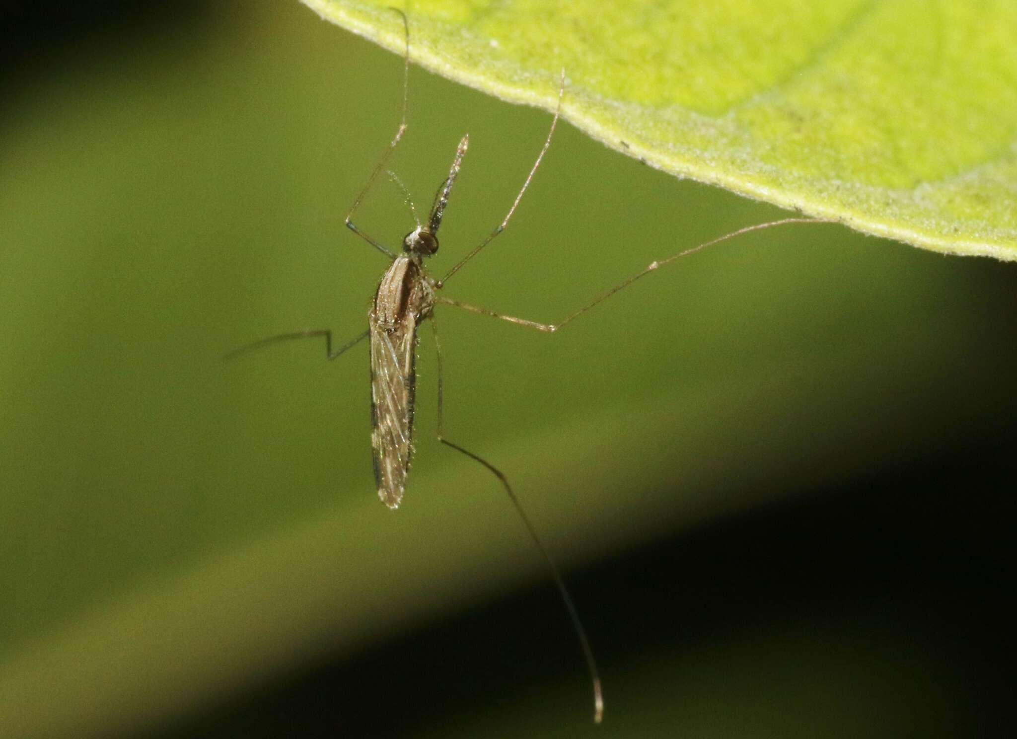 Image of Anopheles pseudopunctipennis Theobald 1901