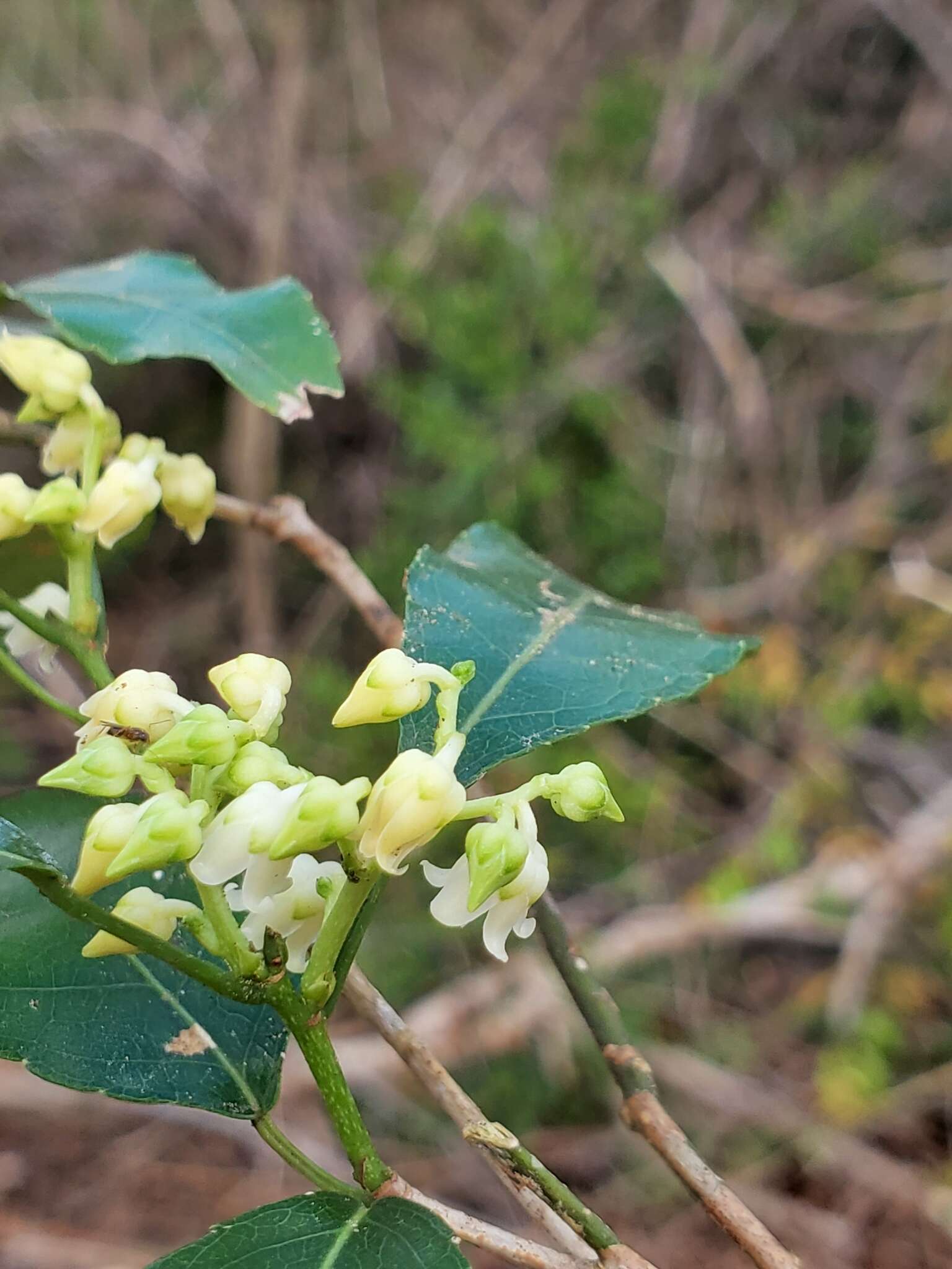 Image of Rinorea arborea (Thou.) Baill.