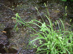 Image of Smooth-Sheath Sedge