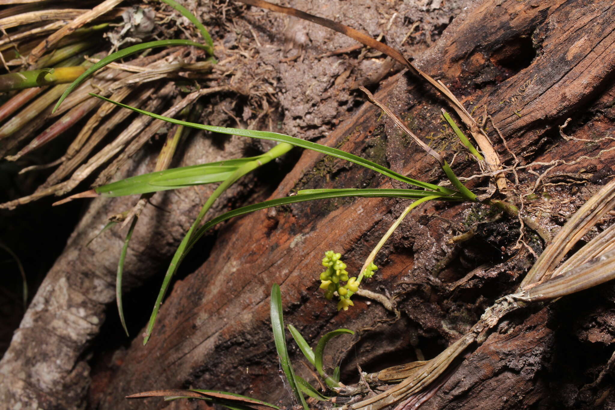 Imagem de Polystachya stenophylla Schltr.