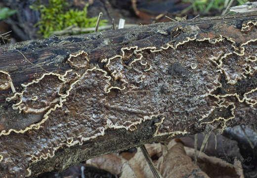 Image of Porostereum spadiceum (Pers.) Hjortstam & Ryvarden 1990