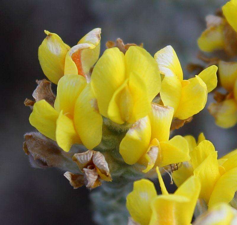 صورة Aspalathus quinquefolia subsp. virgata (Thunb.) R. Dahlgren