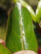 Image of Strawberry bush