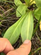 Sivun Dodecatheon jeffreyanum subsp. jeffreyanum kuva