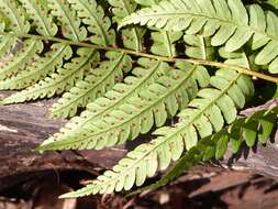 Sivun Dryopteris marginalis (L.) Gray kuva