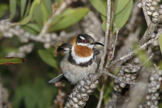 Image of Western Spinebill