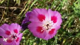 Imagem de Clarkia gracilis subsp. sonomensis (C. L. Bitchc.) F. H. Lewis & M. E. Lewis