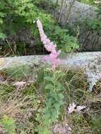 Spiraea tomentosa L.的圖片