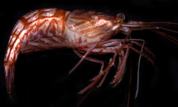 Image of Carribbean cleaner shrimp