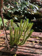 Image of western clubmoss