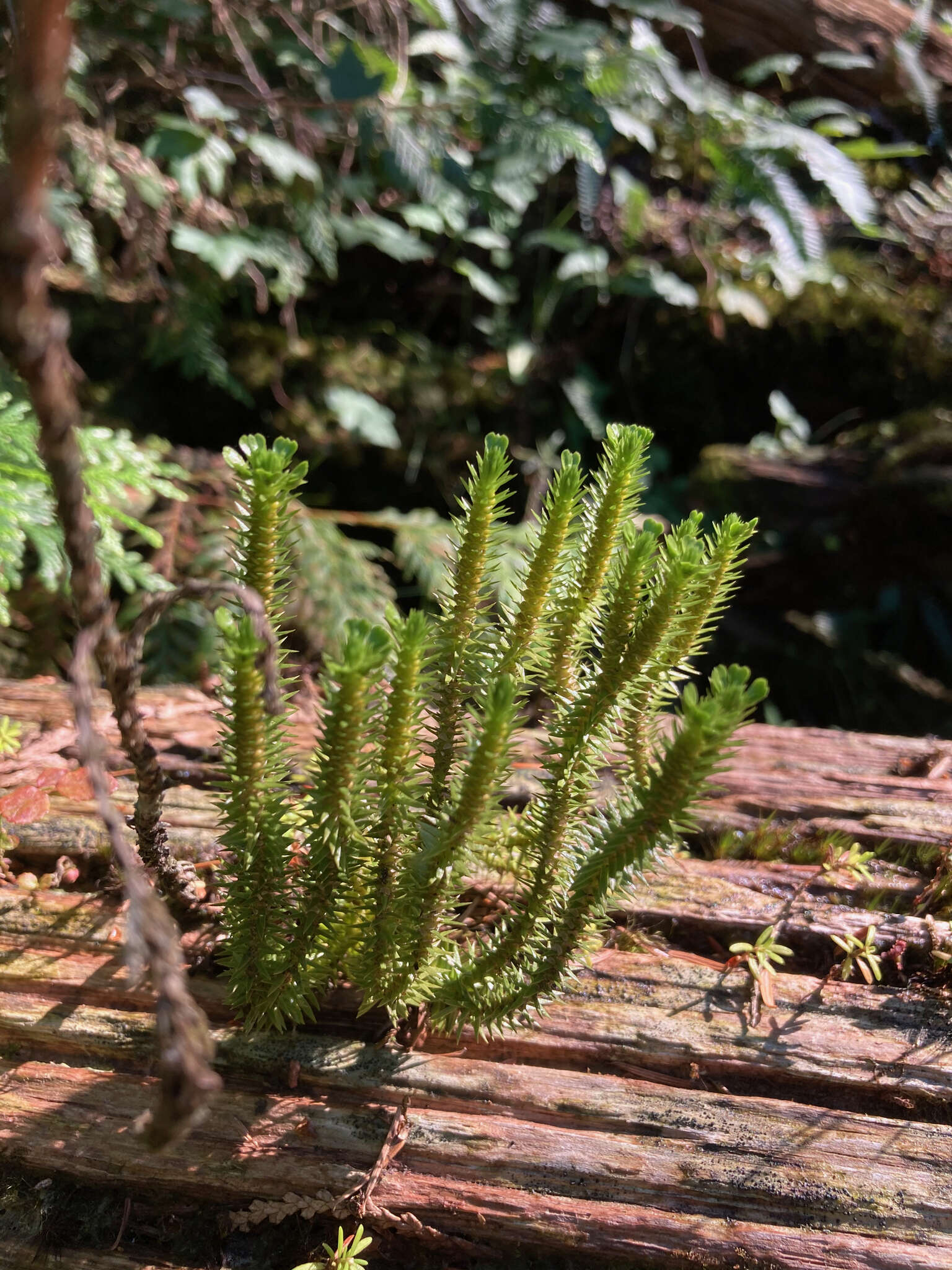 Image of western clubmoss