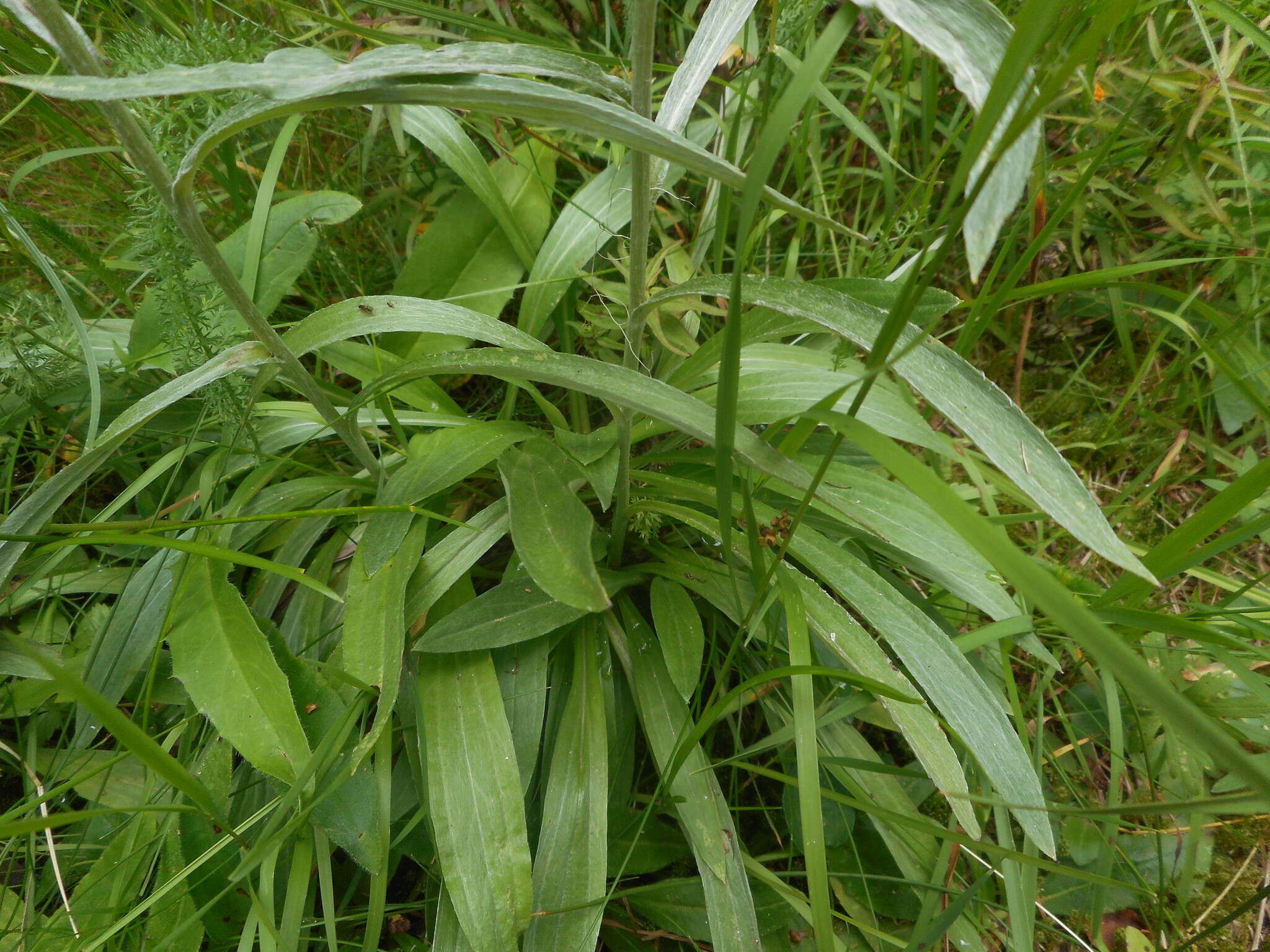 Image of heath cudweed