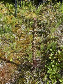 Image of Langsdorf's lousewort