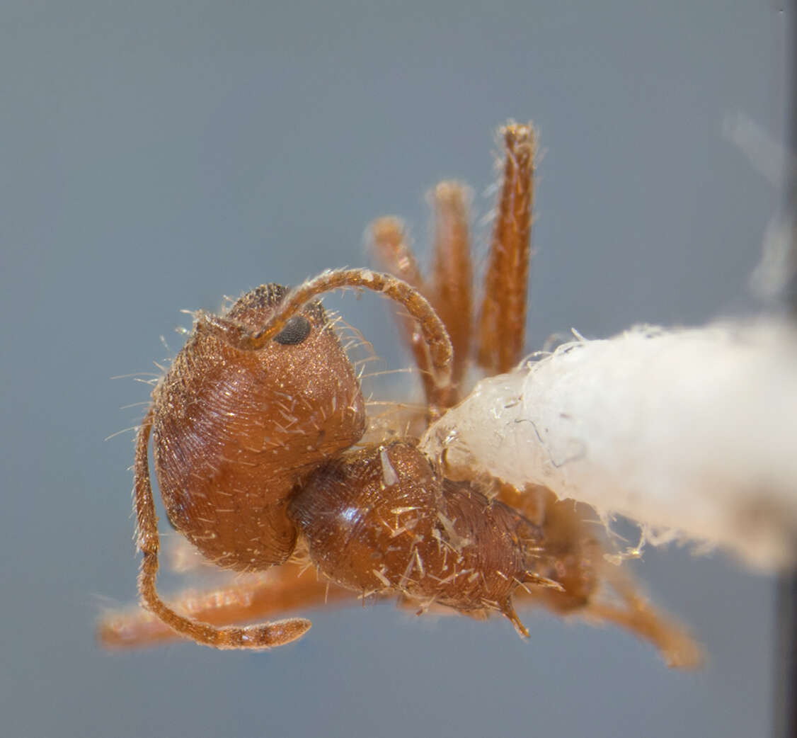 Plancia ëd Pogonomyrmex subnitidus Emery 1895