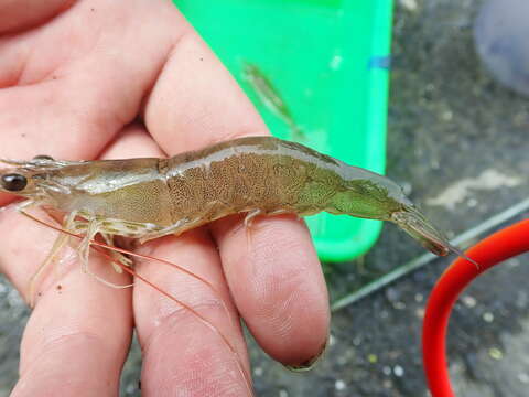 Image of greasyback shrimp