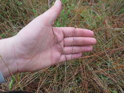 Image of Scale-Leaf False Foxglove