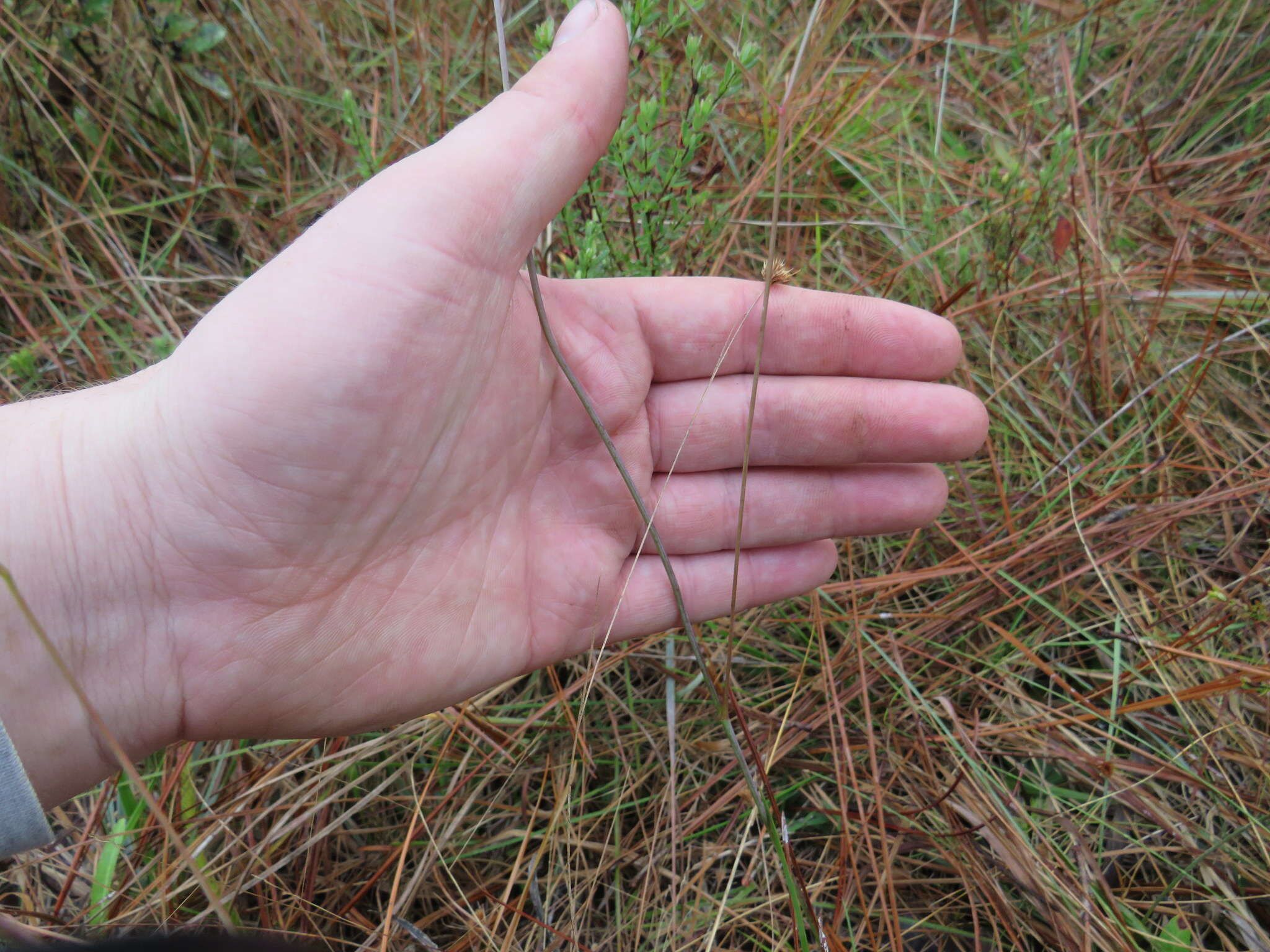 Image of Scale-Leaf False Foxglove