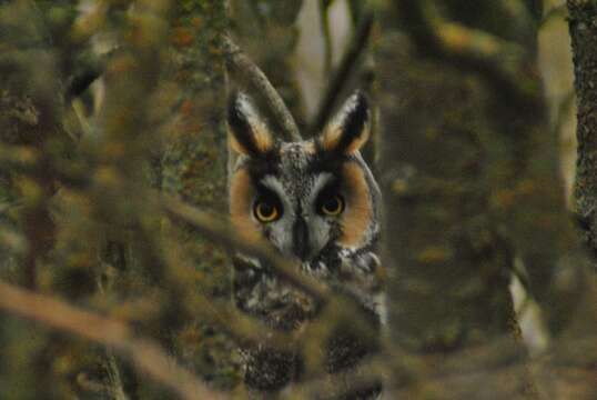 Image of Asio otus tuftsi Godfrey 1948